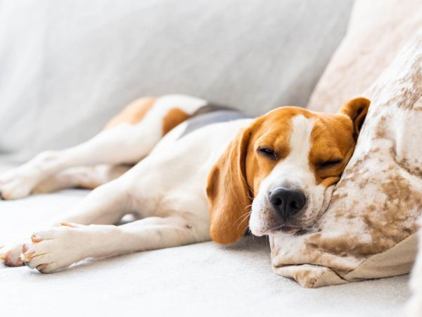A dog resting on a couch inside a pet-friendly residence at The Espen Residences in Oakdale, MN, highlighting the community’s welcoming environment for pets.